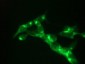 KLK3 / PSA Antibody (clone A5D5)
